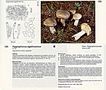 Hygrophorus agathosmus